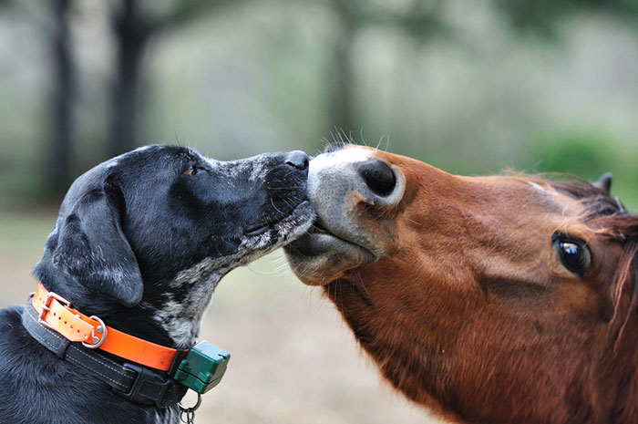 Horse And Dog