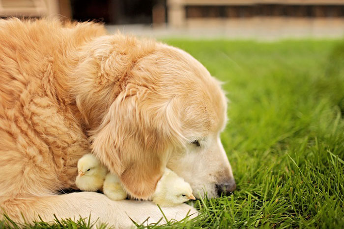 Golden Retriever Champ And Chickens