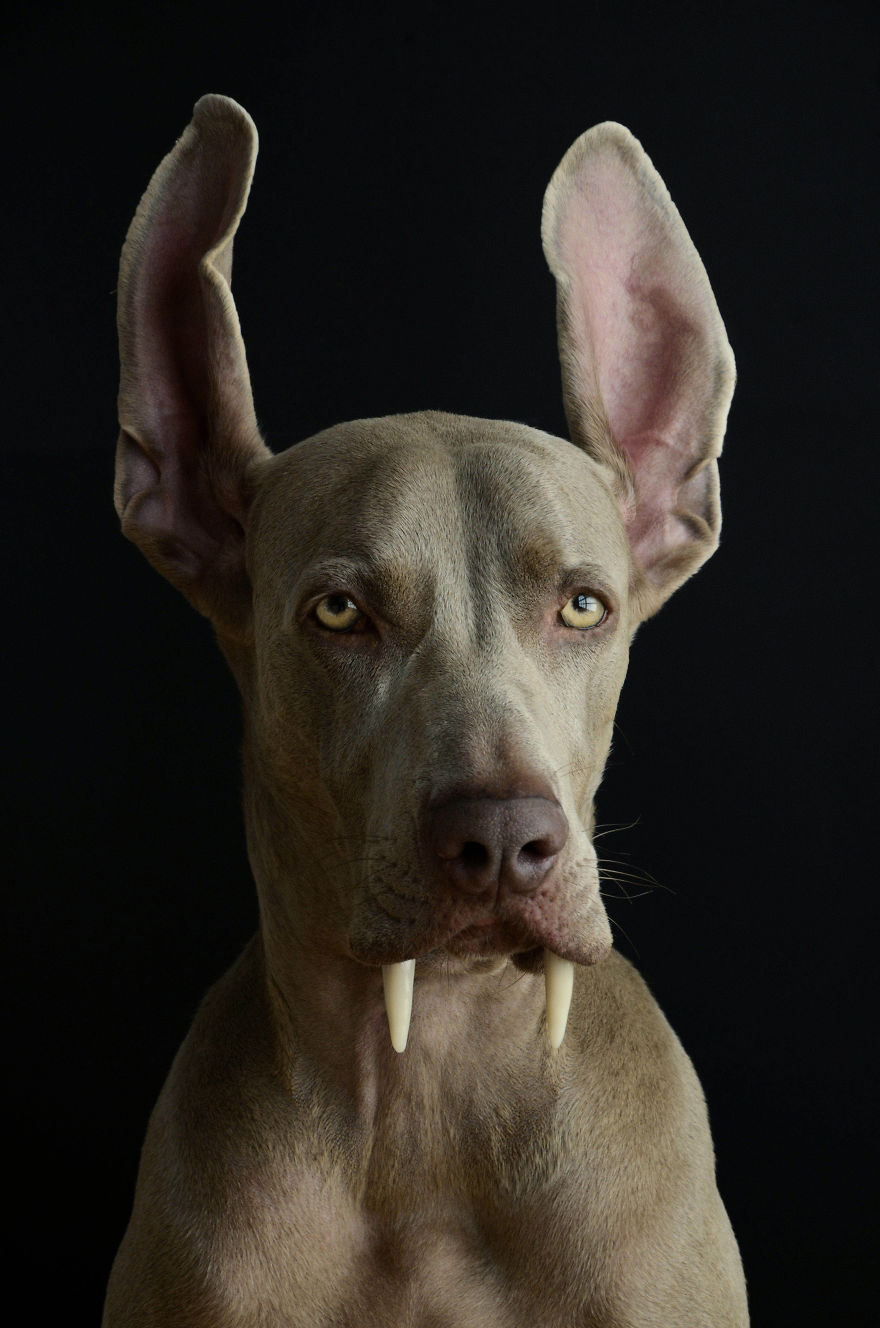 My Dog Bruma Is A Very Special Protagonist In My Photography