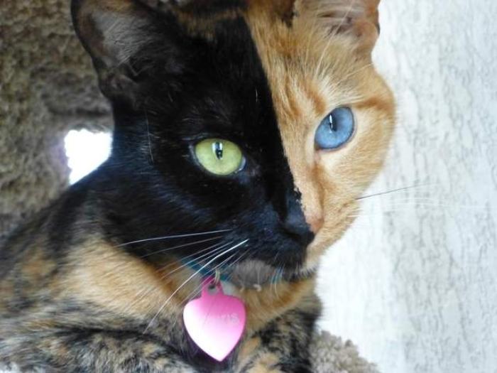 Venus The Amazing Chimera Cat