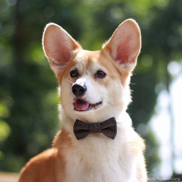 Famous Internet Corgis