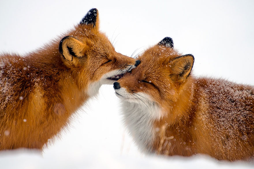 wild-foxes-ivan-kislov-1 wild-foxes-ivan-kislov-1