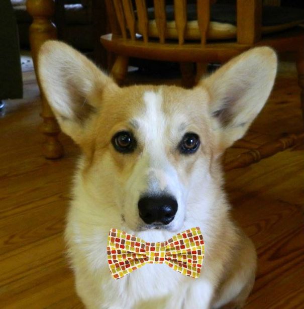 Famous Internet Corgis