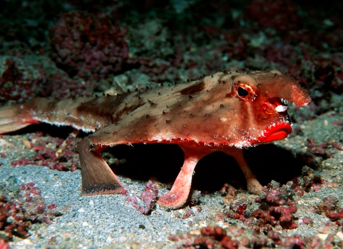 WTF, Evolution?! 10 Animals That Prove Nature Is Out Of Its Mind