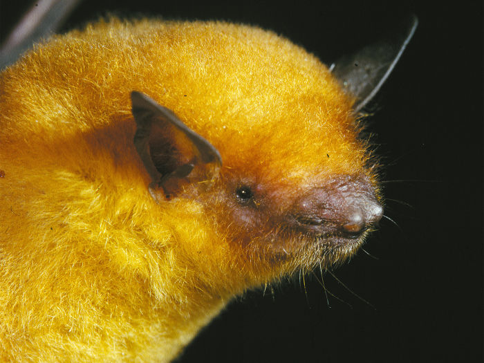 Bolivian Golden Bat - Myotis Midastactus