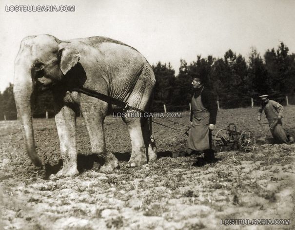 First Ever Elephant In Bulgaria, Named Nal, Intended For The Sofia Zoo, Used As A Cattle Here.