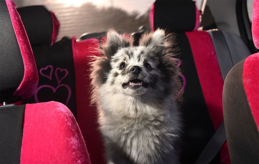 Holiday Joyride! Holiday Joyride!