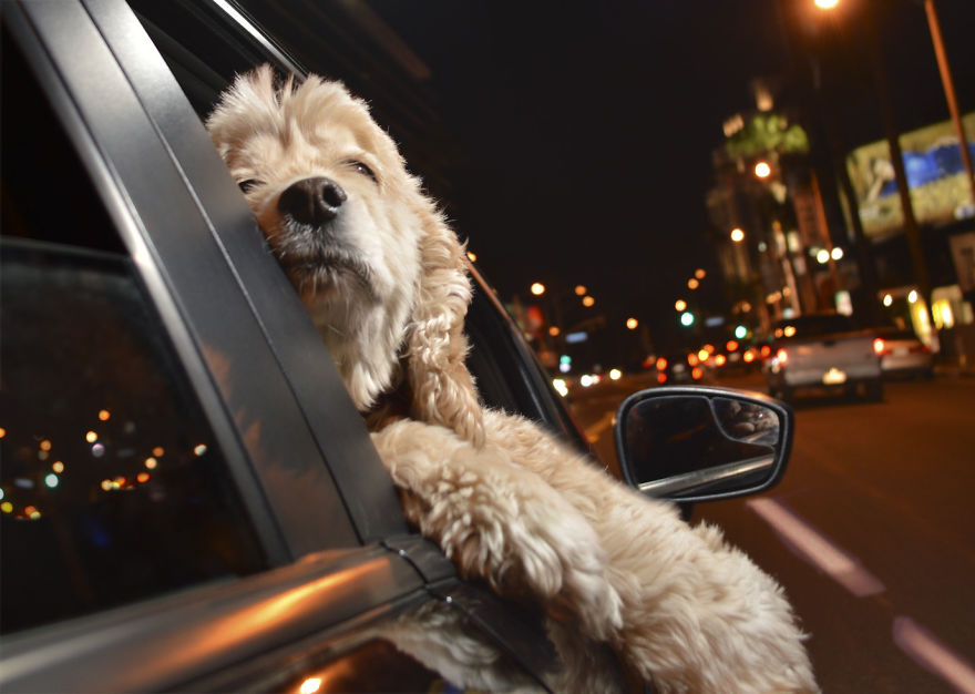 Holiday Joyride! Holiday Joyride!