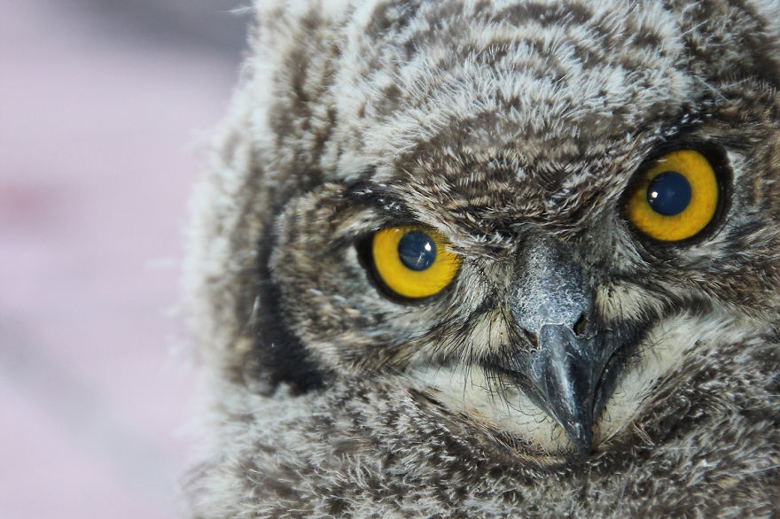 Spotted Eagle Owl Chick
