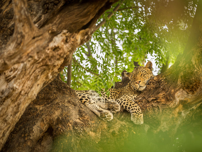 Appreciate And Protect Africa's Predators Appreciate And Protect Africa's Predators