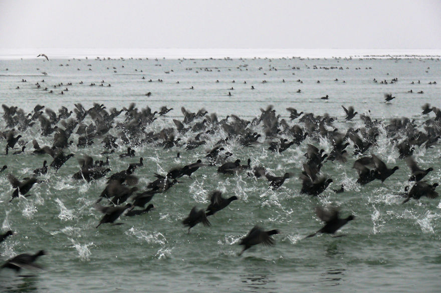 Moorhens In Winter Time At Lake Balaton