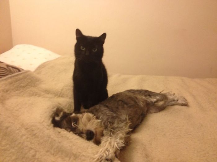 Ziuta The Dog And Franek The Cat :)