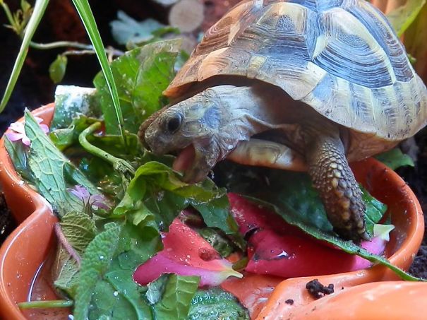 Tonks Enjoying Lunch