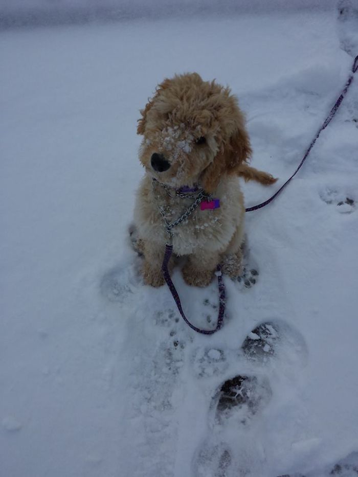 Josie Bogangles' First Snow