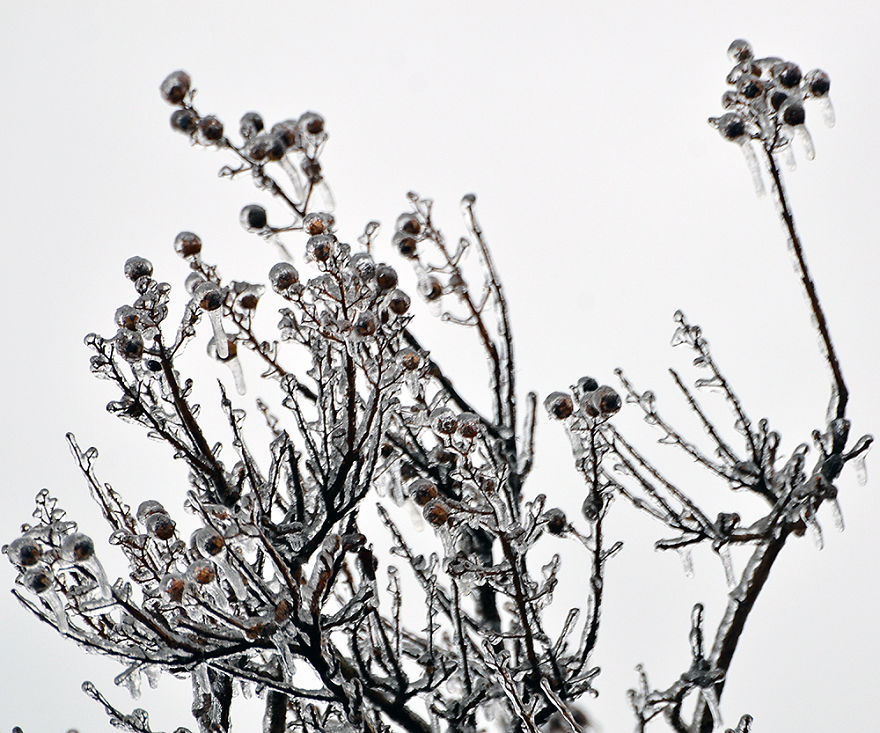 Crepe Myrtle Berries