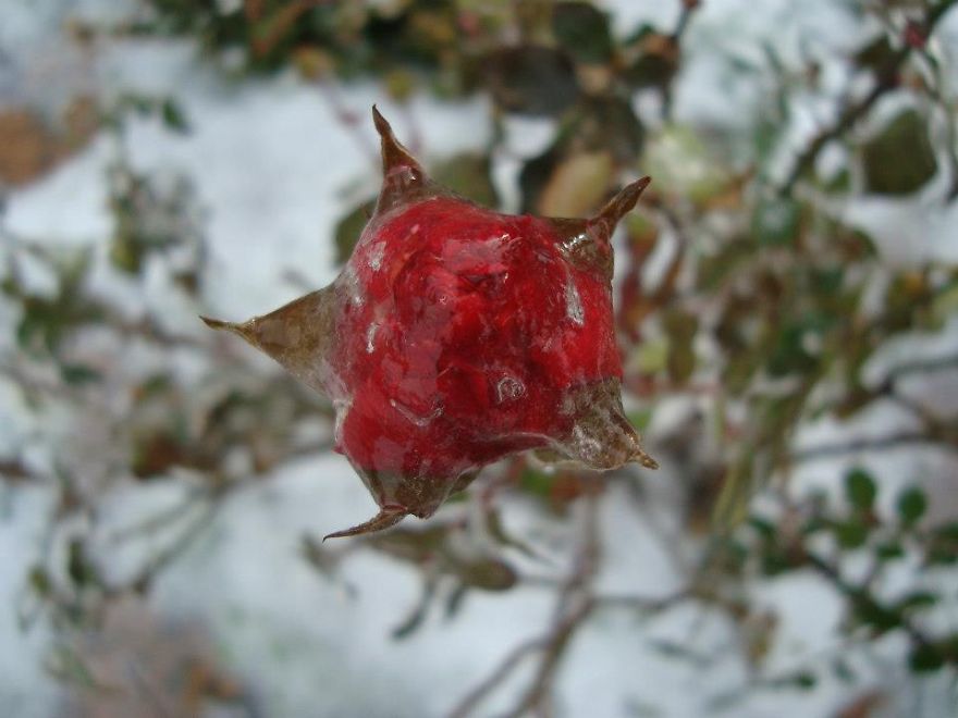 Frozen Rose