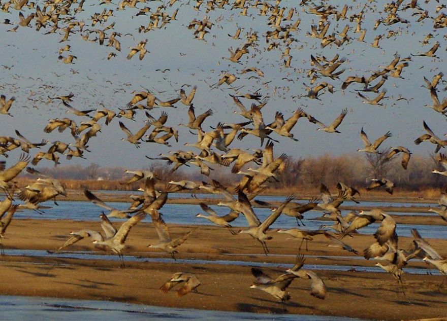 Sandhill Cranes Platte River, Ne