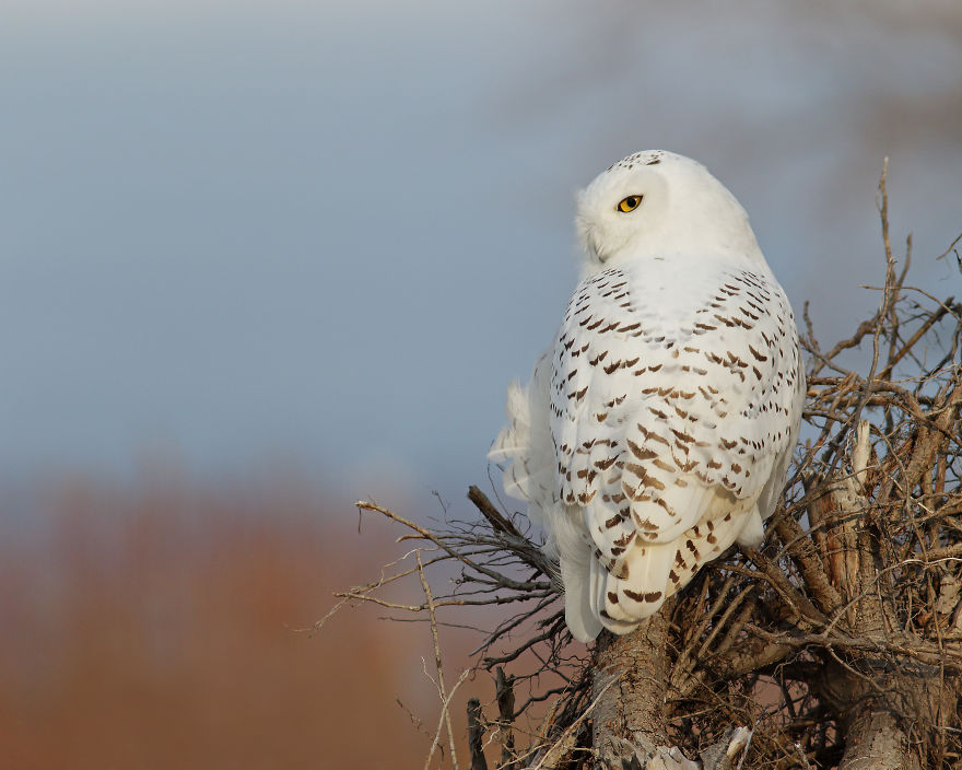 Snowy Owl On The Beach.