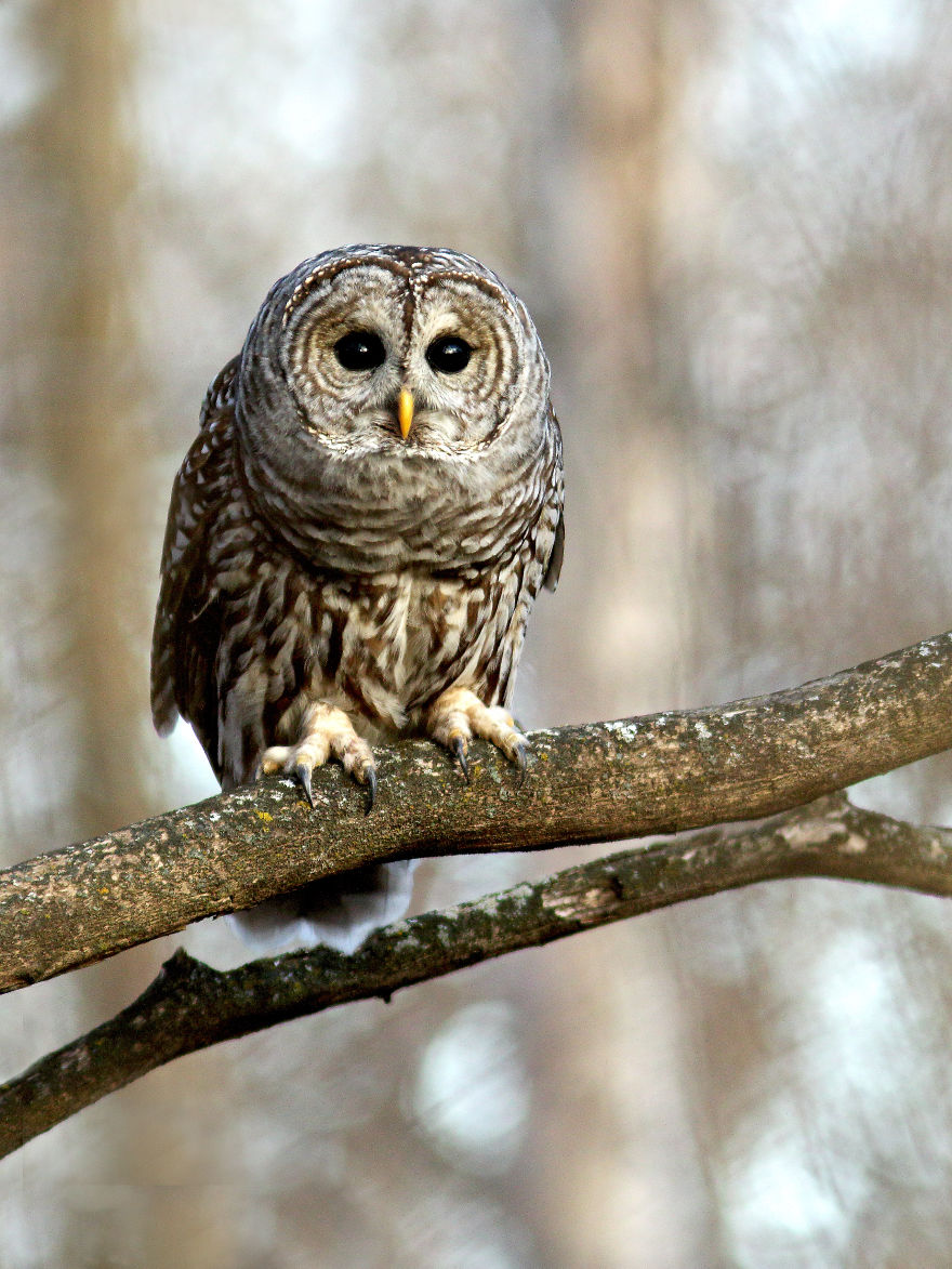 Barred Owl, Québec City.
