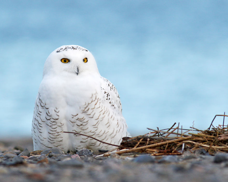 Snowy Owl, Québec City.