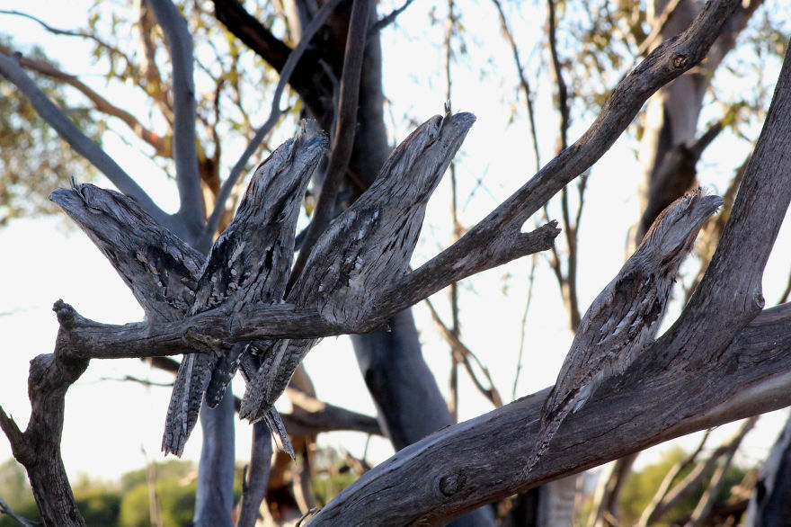 I'm A Dead Tree Branch