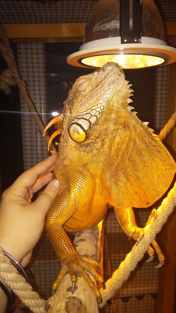 Iggy The Iguana Loves A Good Scratch