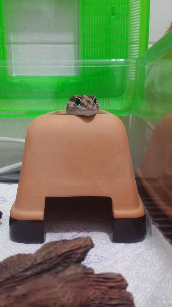 Smiling Fat Tailed Gecko :)