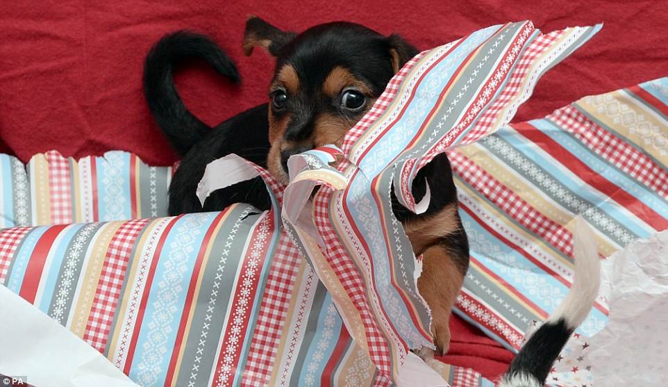 Puppies Are Preparing For Their First Christmas