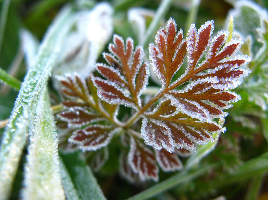 Early Morning In My Garden. Cracow,poland