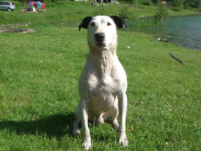 Meet Ferro - Bull Terrier X Black Labrador :)