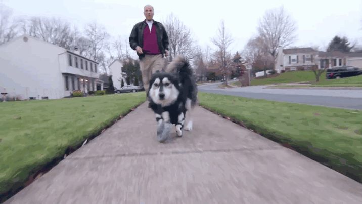 3d-printed-prosthetic-legs-deformed-paws-dog-derby-17 3d-printed-prosthetic-legs-deformed-paws-dog-derby-17