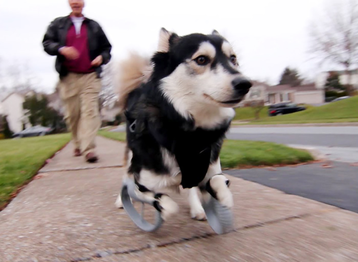 Dog With Deformed Paws Gets 3D-Printed Prosthetic Legs That Let Him Run