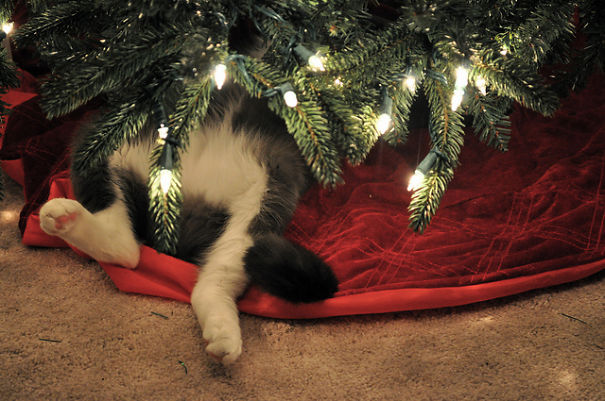 Cat Under Christmas Tree