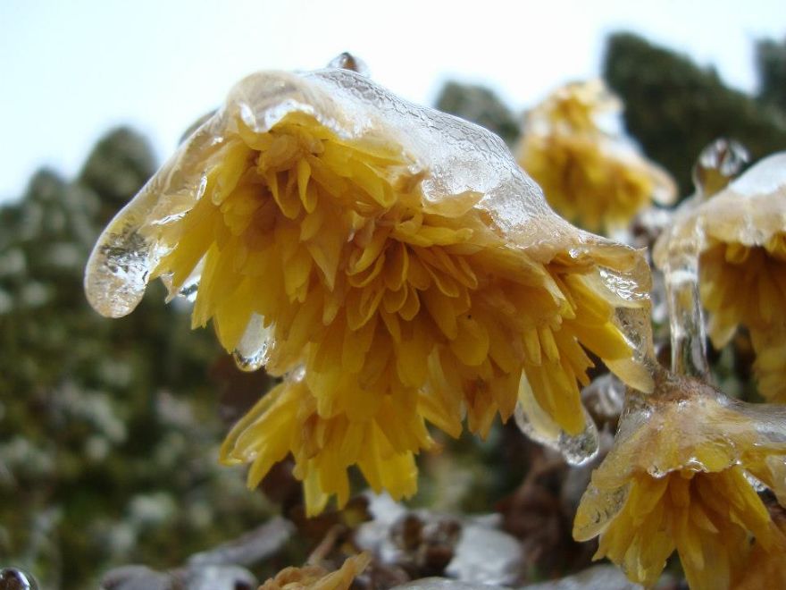 Frosen Yellow Flowers