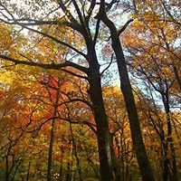 renee_parkman avatar