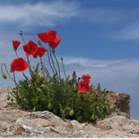 aline_perry_31 avatar