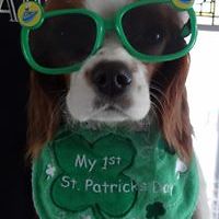 laurie_holasek_5 avatar