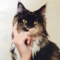 bianca_lysondaix avatar