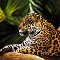 547f887695a35 avatar