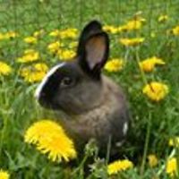 mastergardenermd avatar