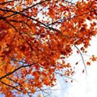 marie_antoinette_73997861 avatar