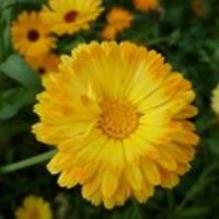 margaret_adams_7796 avatar