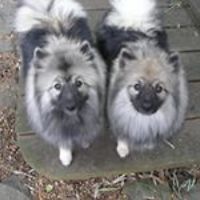 robert_furrey avatar