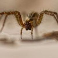 robert_guimont_7 avatar