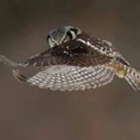 maria_giannoudaki_5 avatar