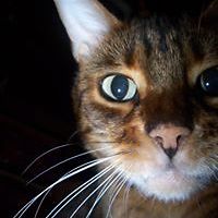 charliealfie_nicholson avatar