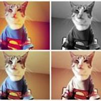 saima_haque79 avatar