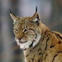 548c363370b9f avatar