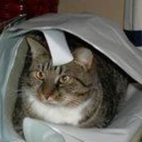 heidi_morrighan avatar