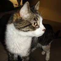 bobbie_vetriano avatar